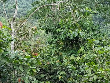 SE VENDE FINCA DE BOSQUE PRIMARIO 252,40 HECTAREAS  EL NARANJAL - GUAYAS - ECUADOR