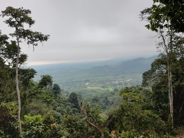 SE VENDE FINCA DE BOSQUE PRIMARIO 252,40 HECTAREAS  EL NARANJAL - GUAYAS - ECUADOR