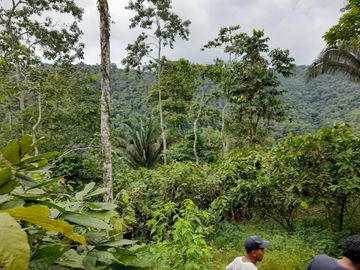 SE VENDE FINCA DE BOSQUE PRIMARIO 252,40 HECTAREAS  EL NARANJAL - GUAYAS - ECUADOR