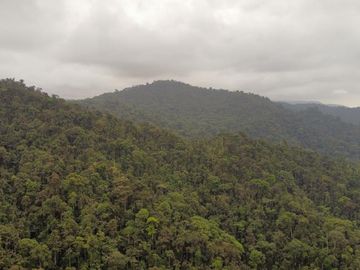 SE VENDE FINCA DE BOSQUE PRIMARIO 252,40 HECTAREAS  EL NARANJAL - GUAYAS - ECUADOR