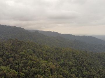 SE VENDE FINCA DE BOSQUE PRIMARIO 252,40 HECTAREAS  EL NARANJAL - GUAYAS - ECUADOR