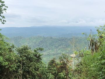 SE VENDE FINCA DE BOSQUE PRIMARIO 252,40 HECTAREAS  EL NARANJAL - GUAYAS - ECUADOR