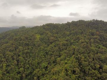 SE VENDE FINCA DE BOSQUE PRIMARIO 252,40 HECTAREAS  EL NARANJAL - GUAYAS - ECUADOR