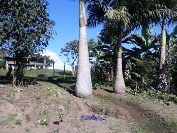 SE VENDE DE OPORTUNIDAD FINCA GANADERA 95 HAS.  SAN MIGUEL DE LOS BANCOS – PICHINCHA - ECUADOR