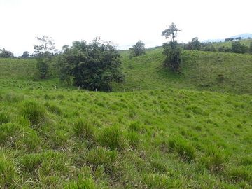 SE VENDE DE OPORTUNIDAD FINCA GANADERA 95 HAS.  SAN MIGUEL DE LOS BANCOS – PICHINCHA - ECUADOR