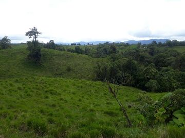 SE VENDE DE OPORTUNIDAD FINCA GANADERA 95 HAS.  SAN MIGUEL DE LOS BANCOS – PICHINCHA - ECUADOR