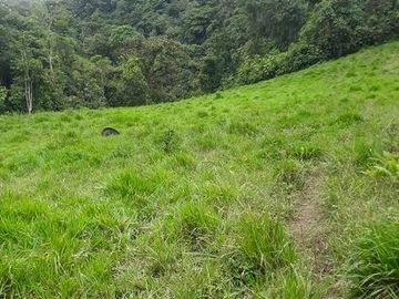 SE VENDE DE OPORTUNIDAD FINCA GANADERA 95 HAS.  SAN MIGUEL DE LOS BANCOS – PICHINCHA - ECUADOR