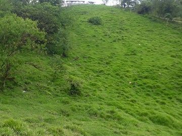 SE VENDE DE OPORTUNIDAD FINCA GANADERA 95 HAS.  SAN MIGUEL DE LOS BANCOS – PICHINCHA - ECUADOR
