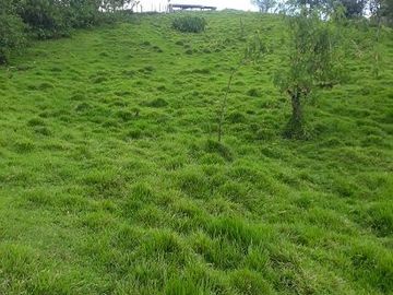 SE VENDE DE OPORTUNIDAD FINCA GANADERA 95 HAS.  SAN MIGUEL DE LOS BANCOS – PICHINCHA - ECUADOR
