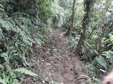 SE VENDE DE OPORTUNIDAD FINCA GANADERA 95 HAS.  SAN MIGUEL DE LOS BANCOS – PICHINCHA - ECUADOR