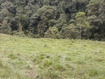 SE VENDE DE OPORTUNIDAD FINCA GANADERA 95 HAS.  SAN MIGUEL DE LOS BANCOS – PICHINCHA - ECUADOR