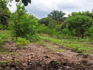 VENDO FINCA VEREDA LA FLOR SAN LUIS TOLIMA