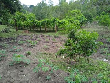 VENDO FINCA VEREDA LA FLOR SAN LUIS TOLIMA