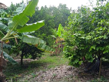 VENDO FINCA VEREDA LA FLOR SAN LUIS TOLIMA