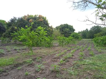 VENDO FINCA VEREDA LA FLOR SAN LUIS TOLIMA