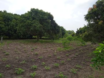 VENDO FINCA VEREDA LA FLOR SAN LUIS TOLIMA