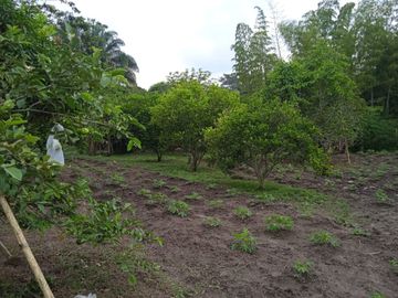VENDO FINCA VEREDA LA FLOR SAN LUIS TOLIMA