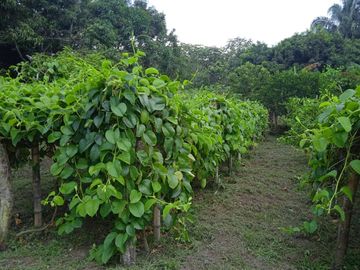 VENDO FINCA VEREDA LA FLOR SAN LUIS TOLIMA