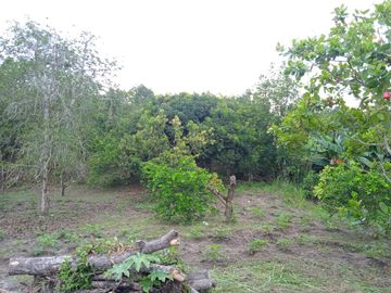 VENDO FINCA VEREDA LA FLOR SAN LUIS TOLIMA