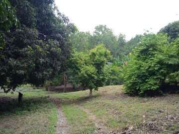 VENDO FINCA VEREDA LA FLOR SAN LUIS TOLIMA