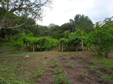 VENDO FINCA VEREDA LA FLOR SAN LUIS TOLIMA
