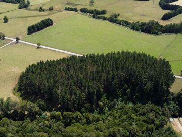 Campo en Cañitas, Los Muermos