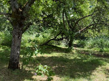 Campo en Cañitas, Los Muermos