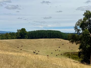Campo Catrico