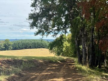 Campo Catrico