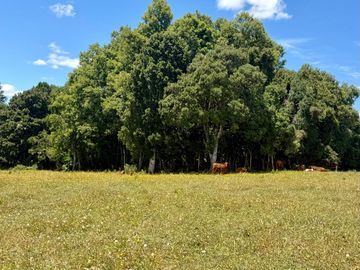 Campo Catrico