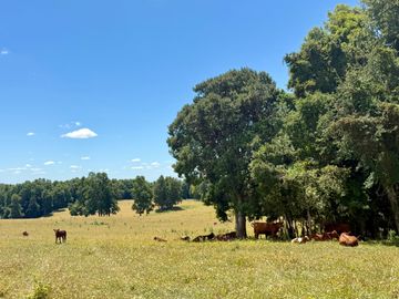 Campo Catrico