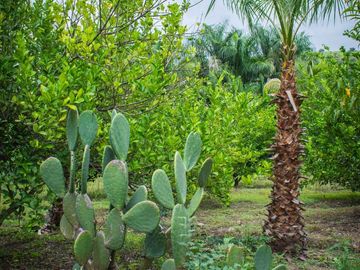 Rancho Gualupita