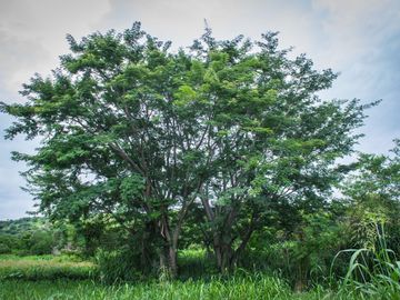 Rancho Gualupita