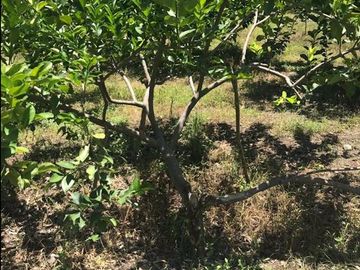 Rancho Gualupita