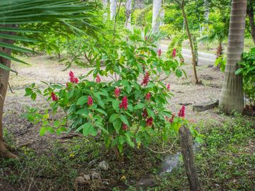 Rancho Gualupita