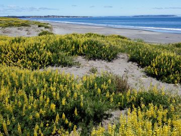 Lotes en Carelmapu Mar Brava con borde de mar - Maullín - Región de Los Lagos