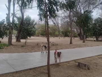 AMPLIA CASA EN VENTA O ALQUILER – URB. MIRAFLORES CASTILLA -PIURA