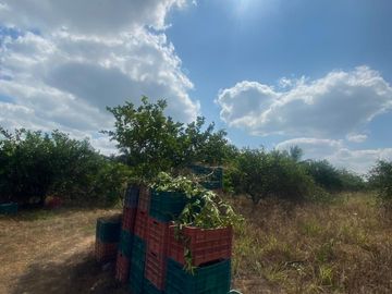 VENDO RANCHO GANADERO CON HECTÁREAS DE LIMÓN .