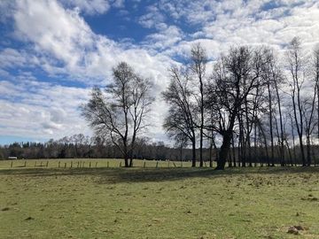 Campo Quilaco,  Los Ángeles