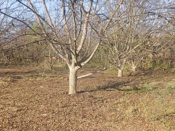 SE VENDE TERRENO CON 22 PLANTAS DE PECANO - CHANCHAJALLA TINGUIÑA ICA