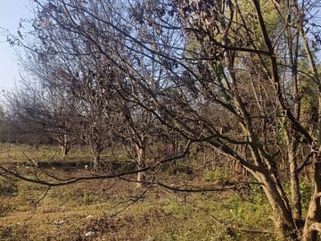 SE VENDE TERRENO CON 22 PLANTAS DE PECANO - CHANCHAJALLA TINGUIÑA ICA