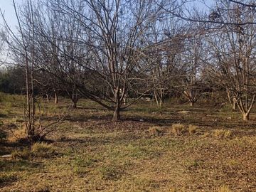 SE VENDE TERRENO CON 22 PLANTAS DE PECANO - CHANCHAJALLA TINGUIÑA ICA
