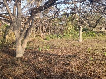 SE VENDE TERRENO CON 22 PLANTAS DE PECANO - CHANCHAJALLA TINGUIÑA ICA