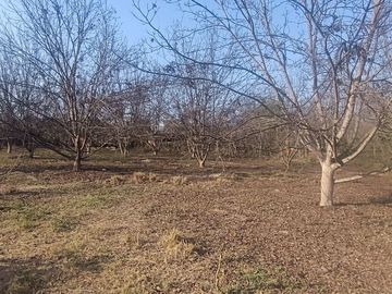 SE VENDE TERRENO CON 22 PLANTAS DE PECANO - CHANCHAJALLA TINGUIÑA ICA