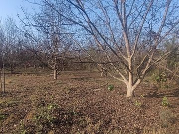 SE VENDE TERRENO CON 22 PLANTAS DE PECANO - CHANCHAJALLA TINGUIÑA ICA