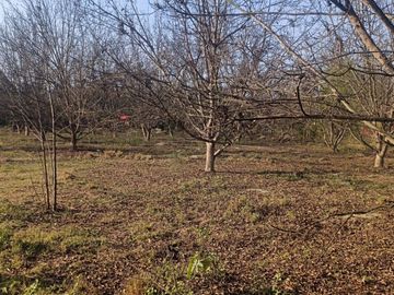 SE VENDE TERRENO CON 22 PLANTAS DE PECANO - CHANCHAJALLA TINGUIÑA ICA