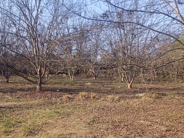 SE VENDE TERRENO CON 22 PLANTAS DE PECANO - CHANCHAJALLA TINGUIÑA ICA