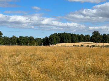 Campo en Purranque con impactante vista, Alto Palomar - Región de Los Lagos