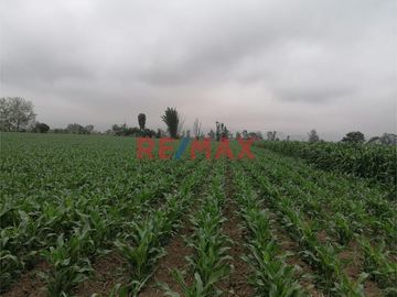 Venta De Terreno Agricola En Quilmana Imperial Ocasion!!!