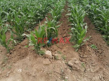 Venta De Terreno Agricola En Quilmana Imperial Ocasion!!!